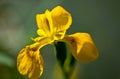 Yellow iris pseudacorus