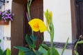 Yellow iris with red streaks on the background of the entrance to the house. The Village Of Bellapais. Cyprus Royalty Free Stock Photo