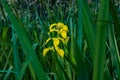 Yellow Iris by the river Royalty Free Stock Photo
