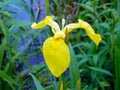 Yellow iris by the river