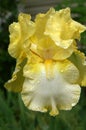 Yellow Iris Spotted With Rain Drops Royalty Free Stock Photo