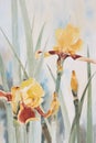 Yellow Iris Watercolour