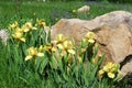 Yellow irises