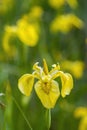 Yellow irises against blur nature background. This is a wild iris - Iris pseudacorus or yellow flag, yellow iris, water flag Royalty Free Stock Photo