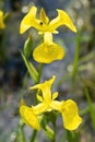 Yellow irises against blur nature background. This is a wild iris - Iris pseudacorus or yellow flag, yellow iris, water flag Royalty Free Stock Photo