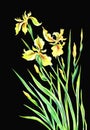 Yellow irises on a black background, isolated.