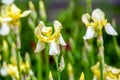 Yellow irises bloom Royalty Free Stock Photo