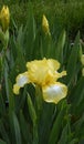 Yellow Irises in Bloom Royalty Free Stock Photo