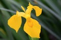 Yellow irises flowers