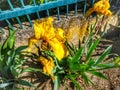 Yellow irises Royalty Free Stock Photo