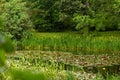 Yellow irises on the shore of a pond