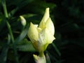 Yellow irys flowerbud with drops of water