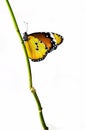 Yellow isolated butterfly on a branch Royalty Free Stock Photo