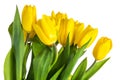 Yellow isolated tulips with green leaves