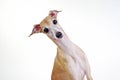 Yellow Italian greyhound Royalty Free Stock Photo