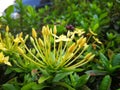 Yellow ixora bloom in summer