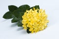 Yellow Ixora coccinea flowers