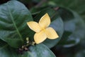 Close-up of a yellow Ixora flower