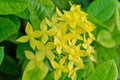 Yellow ixora flower