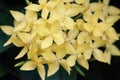 Yellow ixora flower