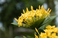 Yellow Ixora Flowers