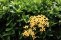 Yellow Ixora Royalty Free Stock Photo