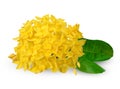 Yellow ixora isolated on white clipping path