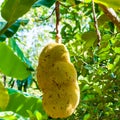 Yellow Jack fruit hanging on tree Royalty Free Stock Photo