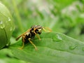 Yellow jacket