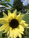 yellow jacket bee on bright yellow sunflower polinating Royalty Free Stock Photo