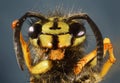 Yellow jacket bee macro. Royalty Free Stock Photo