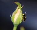 Yellow Jacket on a pink rose bud