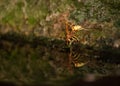 Yellow jacket getting a drink of water from the edge of a spring with it`s reflection in the water