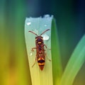 Yellow jacket on the leaf