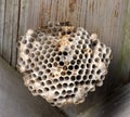 Yellow Jacket Nest Needs Pest Control