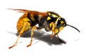 Yellow Jacket Wasp Royalty Free Stock Photo