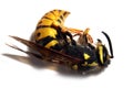 Yellow Jacket Wasp Royalty Free Stock Photo