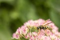 Yellow Jacket Wasp