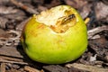 Yellow jacket wasp cleaning antenna whilst resting on a sweet apple that has fallen from the tree and is decaying