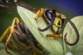 Yellow Jacket Wasp Royalty Free Stock Photo