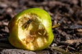 Yellow jacket wasp eating sweet apple that has fallen from the tree and is decaying