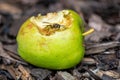 Yellow jacket wasp eating sweet apple that has fallen from the tree and is decaying