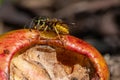 Yellow jacket wasp eating sweet apple that has fallen from the tree and is decaying