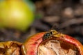 Yellow jacket wasp eating sweet apple that has fallen from the tree and is decaying