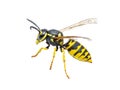 Yellow Jacket Wasp Insect Isolated on White Royalty Free Stock Photo