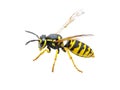 Yellow Jacket Wasp Insect Isolated on White Royalty Free Stock Photo