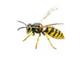 Yellow Jacket Wasp Insect Isolated on White