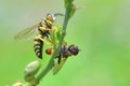 Yellow jacket wasp perched on the beautiful flower