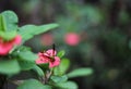 Yellow Jacket Wasp on Pink Flowers