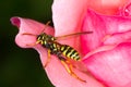 Yellow jacket wasp on pink rose Royalty Free Stock Photo